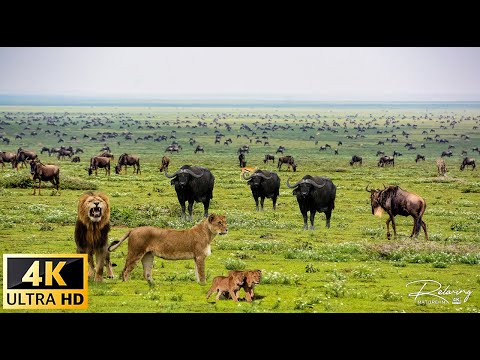 4K African Wildlife: What Happen Next in Nature | Wildlife Secrets - Relaxing Nature In 4K