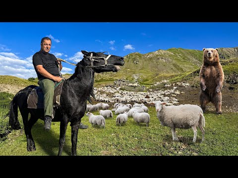 One Incredible Day Of An Azerbaijani Shepherd In The Mountains! Find Out This Wonderful Feeling