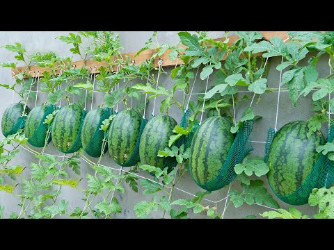 Growing Watermelon At Home - Growing watermelon hanging hammock