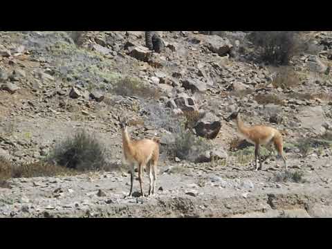 Guanacos en el Norte