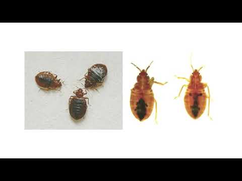 Bed Bug Facts, and what you need to be aware of