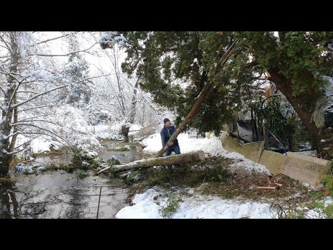 How to felling a tree with a hand Saw,Swedish Torch