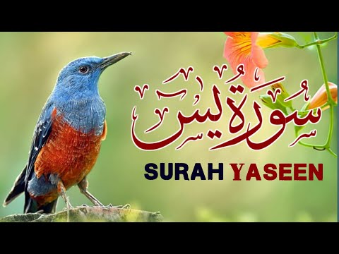 Surah Yasin (Yaseen) Surah Rahman | Quran Tilawat Beautiful Voice | Ep - 0018 By Qari&nbsp;Muhammad&nbsp;Ahmed