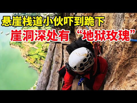 悬崖栈道小伙吓到跪下，崖洞内血迹斑斑，深处竟发现&ldquo;地狱玫瑰&rdquo;！【户外小北哥】