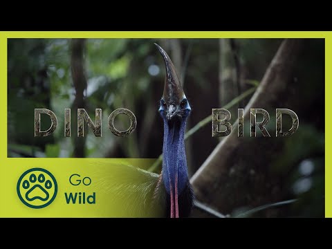 Dino Bird | Go Wild