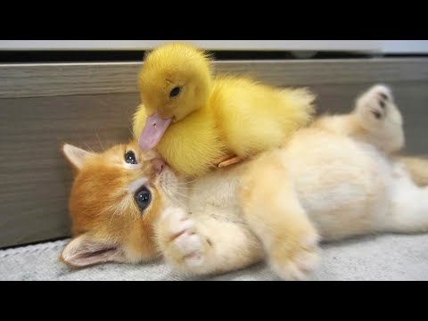 Kitten and little duck || The cutest couple you've ever seen