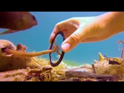 Tiny Octopus Gets So Excited When His Diver Friend Comes To Visit Him | The Dodo