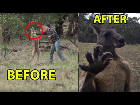 Man punches a Kangaroo Now he's back for REVENGE !