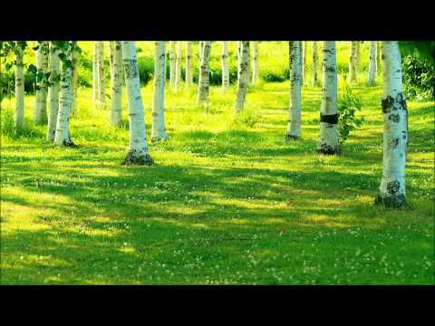 【癒しの音】森を吹き抜ける風と鳥のさえずり&quot;Quiet Forest Sound Meditation&quot;