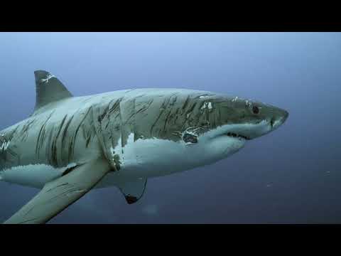 A Battle Scared Old Great White - 'Carcharodon Carcharias'