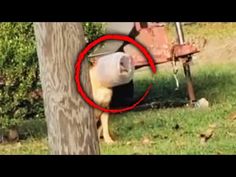 Woman Rescues Stray Dog With Plastic Jug Stuck on Head