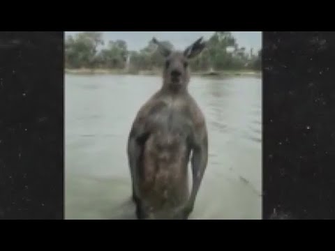 Caught on camera: Man takes on kangaroo to save dog