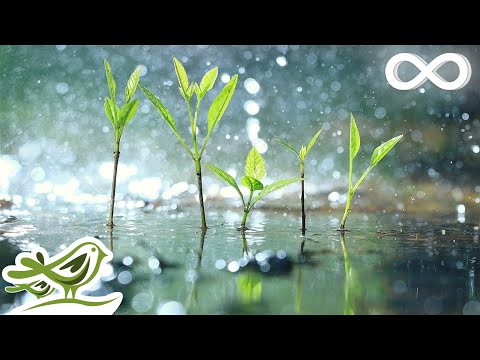 Raindrops &bull; Relaxing Piano Music with Tropical Rain Sounds for Sleep, Work or Meditation