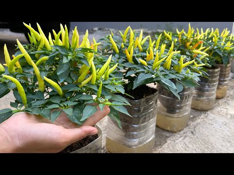 Growing peppers in plastic bottles is easy and requires no watering