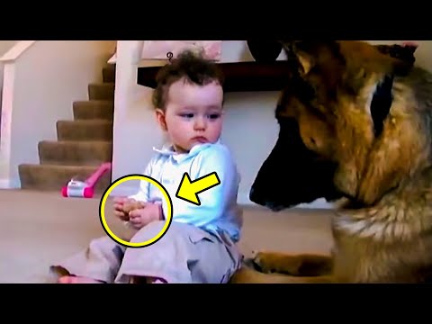 Baby Suddenly Snatched the Bone From the Dog. What the Dog Did Next Is Incredible!