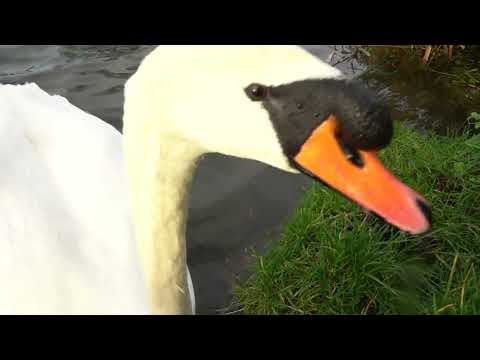 Swan tasting my Camera Lens