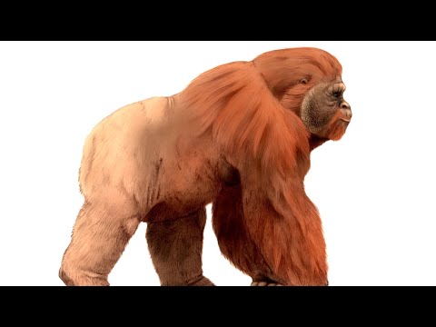 Paleontologists Might Finally Know Why the Biggest Ape to Ever Live Went Extinct