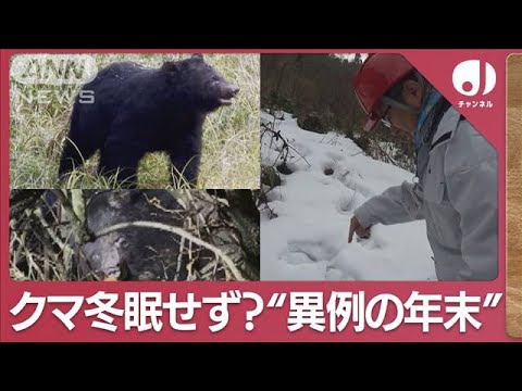 クマ冬眠せず？また目撃情報か&hellip;異例の年末帰省中にも要警戒【スーパーJチャンネル】(2023年12月29日)