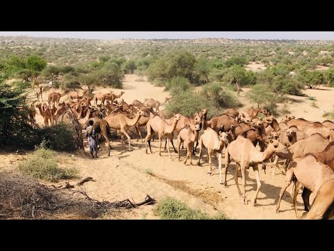 10K Camels in Desert