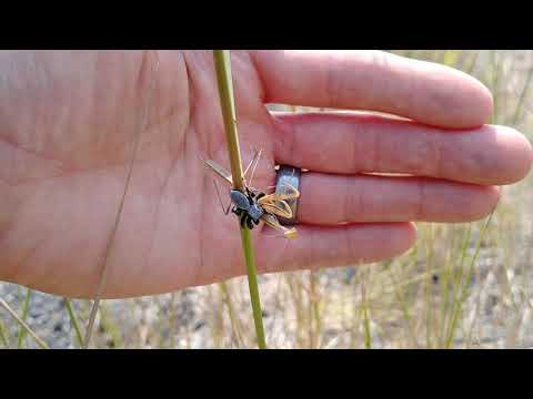 Jumping Spider takes down the Praying Mantis. Later identified as Phidippus octopunctatus.