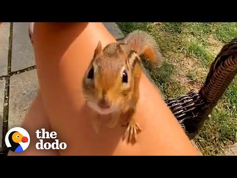 Chipmunk Gets So Jealous When His Favorite Girl Talks To Other Chipmunks | The Dodo Wild Hearts