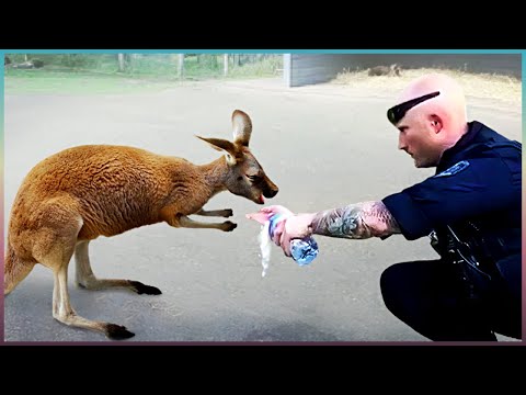 30 Animals That Asked People For Help &amp;amp; Kindness !