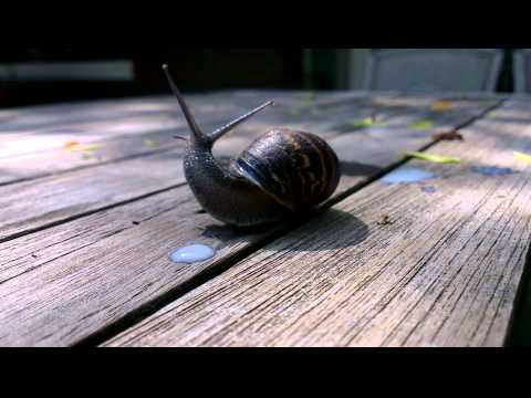 Snail goes wild on milk