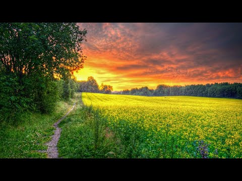 Healing Music to Relieve Stress, Fatigue, Depression, Negativity, Detox Negative Emotions #5