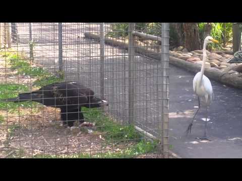 Eagle attacks bird at Featherdale  Wildlife Park, Sydney, Australia