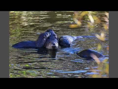 December Otter Family