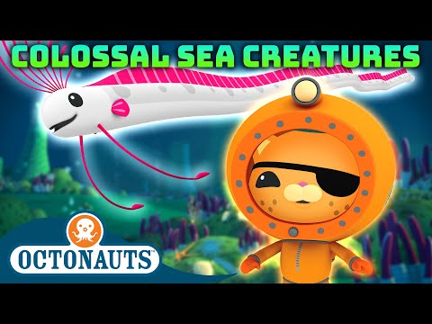 @Octonauts