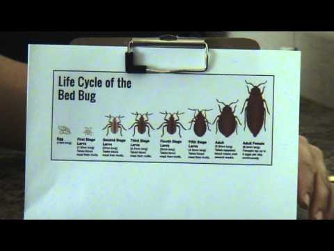 Life Cycle of Bed Bugs