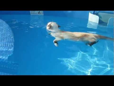 CAT swimming like a BOSS