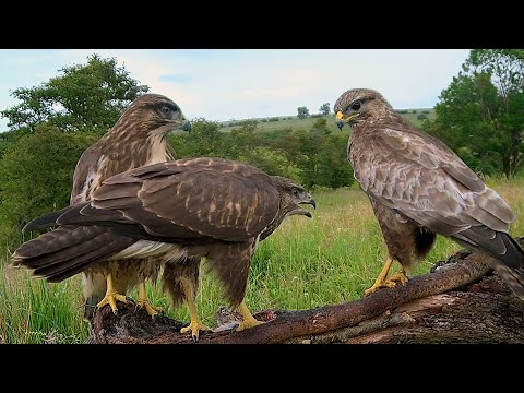 Young Common Buzzards Learn to Fend for Themselves | Discover Wildlife Robert E Fuller