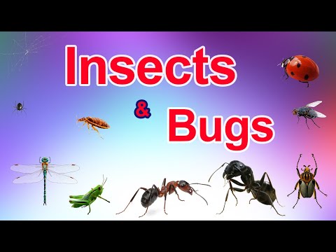 Bugs and Insects | Let's Learn Insects and bugs 