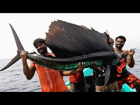 Catching Sail Fish, King Fish &amp; Mahi Mahi Fish in the Deep Sea