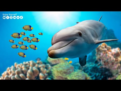 Relaxing music to relieve stress. Dolphin singing, Healing music for the body