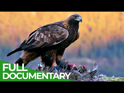 The Golden Eagle - Master of the Sky | Free Documentary Nature