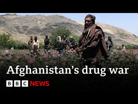 Inside the Taliban's war on drugs - BBC News