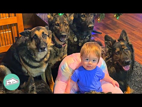 Huge German Shepherds Think Tiny Baby Is Their Puppy | Cuddle Buddies