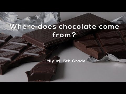 Where does chocolate come from?