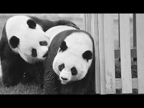 From the beginning to goodbye, a look back at five decades of pandas in DC | NBC4 Washington