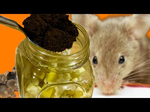 MICE AND RATS WILL NOT ENTER YOUR HOME IF THEY FEEL THIS! An incredible idea