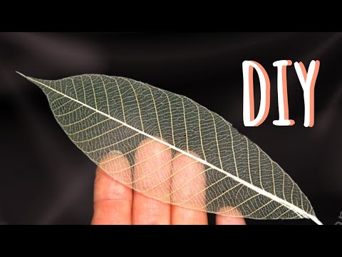 ☘How to make Skeleton Leaves at Home/Home Decor Idea