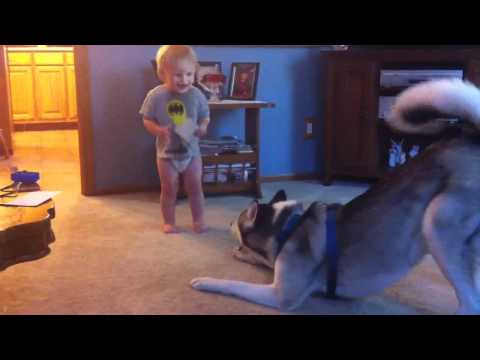 Baby and Husky, Deep in Conversation