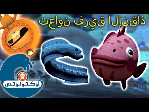 أوكتونوتس | تعاون فريق الإنقاذ | حلقات مجمعة