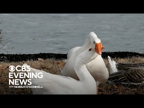 Iowa cemetery takes out personal ad for goose whose mate died