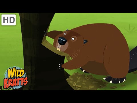 Amazing Adaptations Part 2 | How Animals Survive in the Wild | Wild Kratts