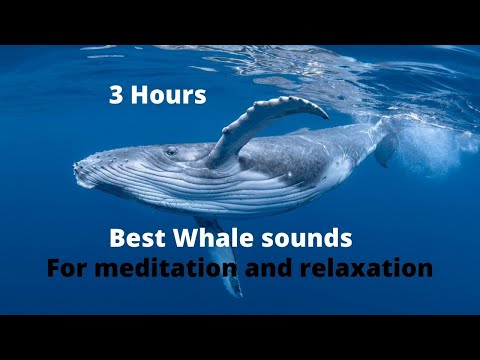 Whale sounds for relaxing: meditation, falling a sleep.