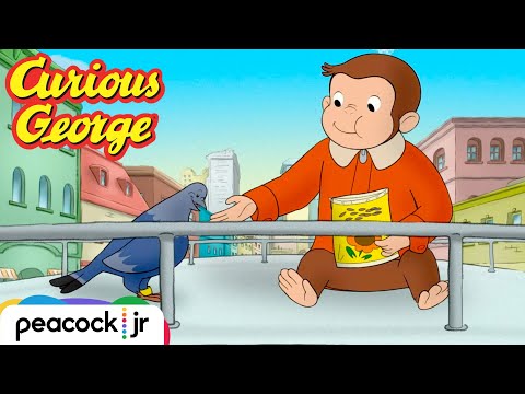 Pigeon Adventures! | CURIOUS GEORGE